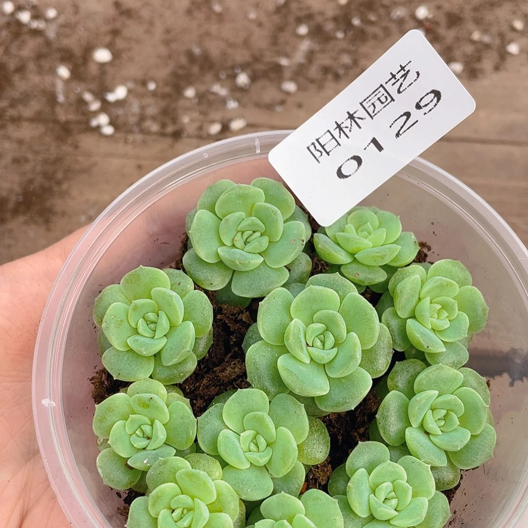 多肉植物多肉植物129