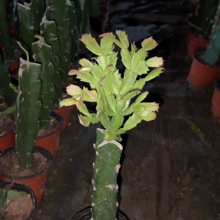 江***湖当前无花栽培后可以开花068  40