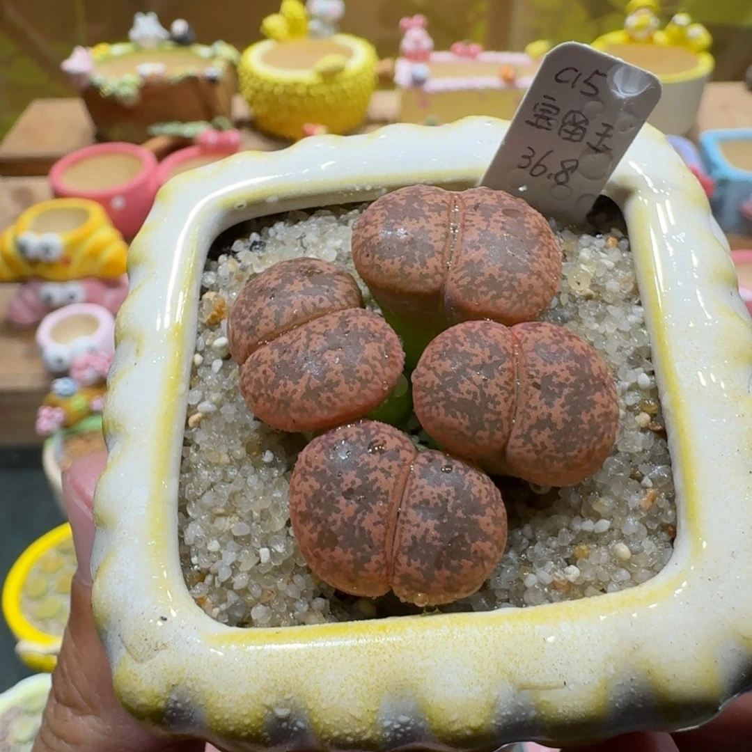 蘑菇1378宝留玉多肉植物