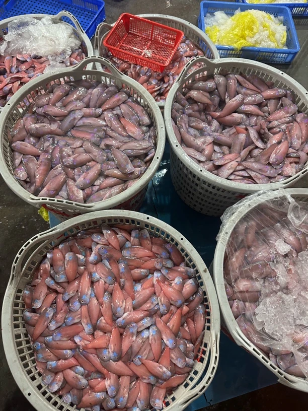 【集胜味海鲜】蓝妹马头（1斤14条左右）