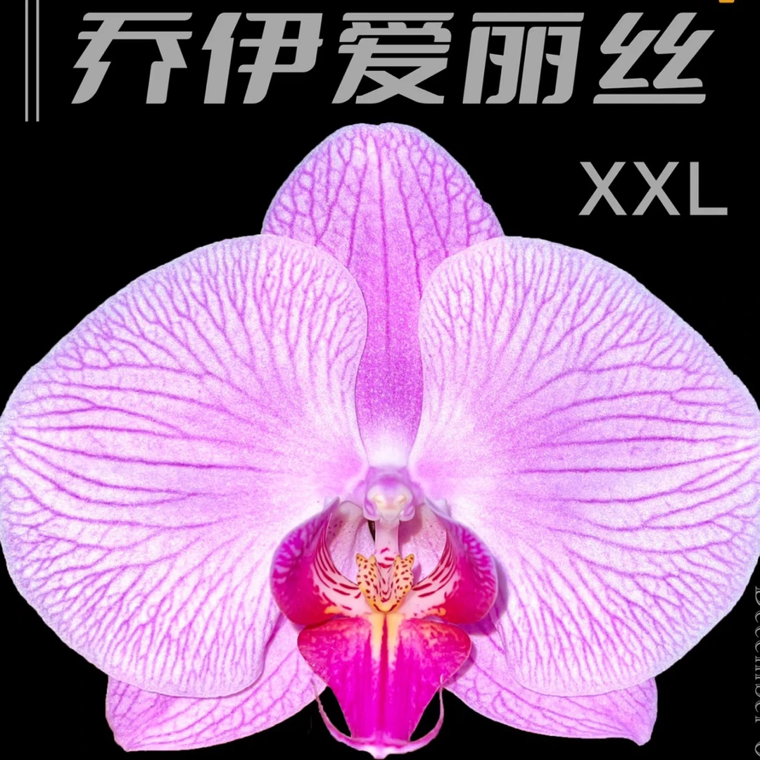 乔伊爱丽丝蝴蝶兰3.5寸杯苗，爆根，叶片大，轻微开裂不售后