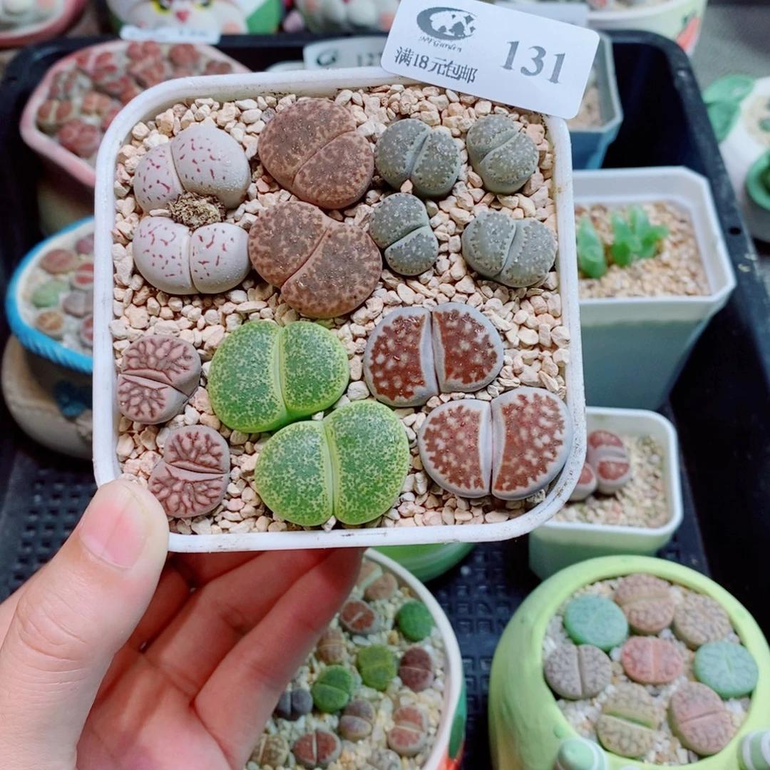 生石花花花花花花131