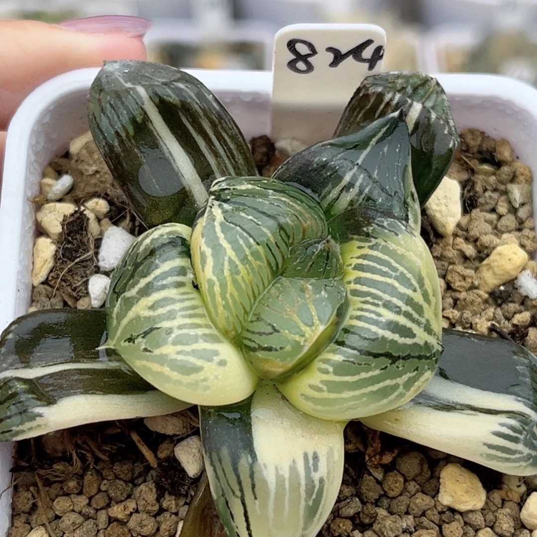 824巨大丸叶银龟实生寿锦福利专场