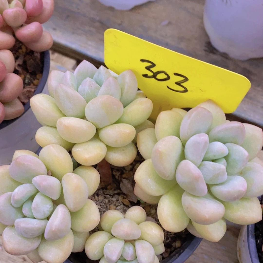 开心多肉，一物一拍，倒计时3天