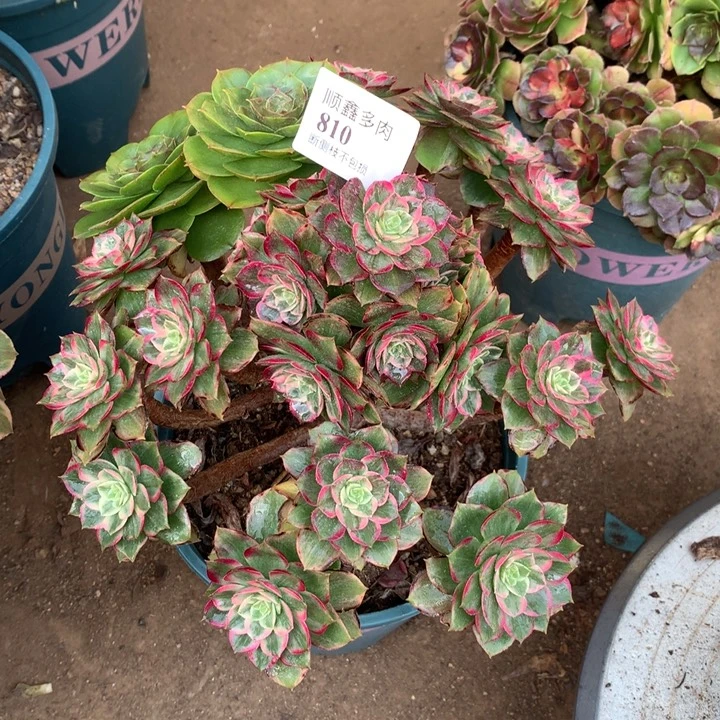 810水晶莲花多肉植物特价