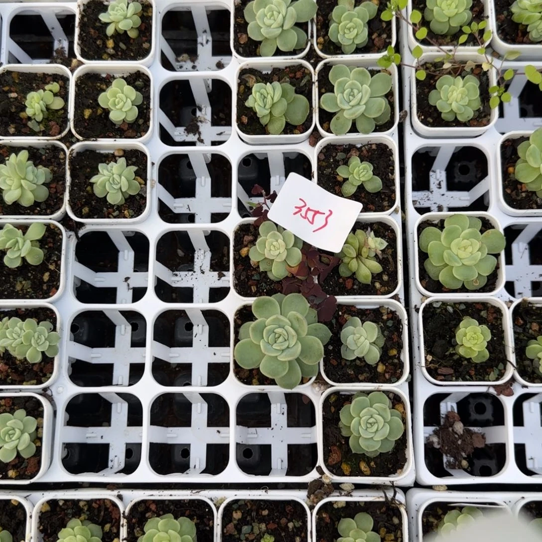 3553号255甜10个盆外棚满20包邮