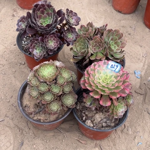 029多肉植物组合，