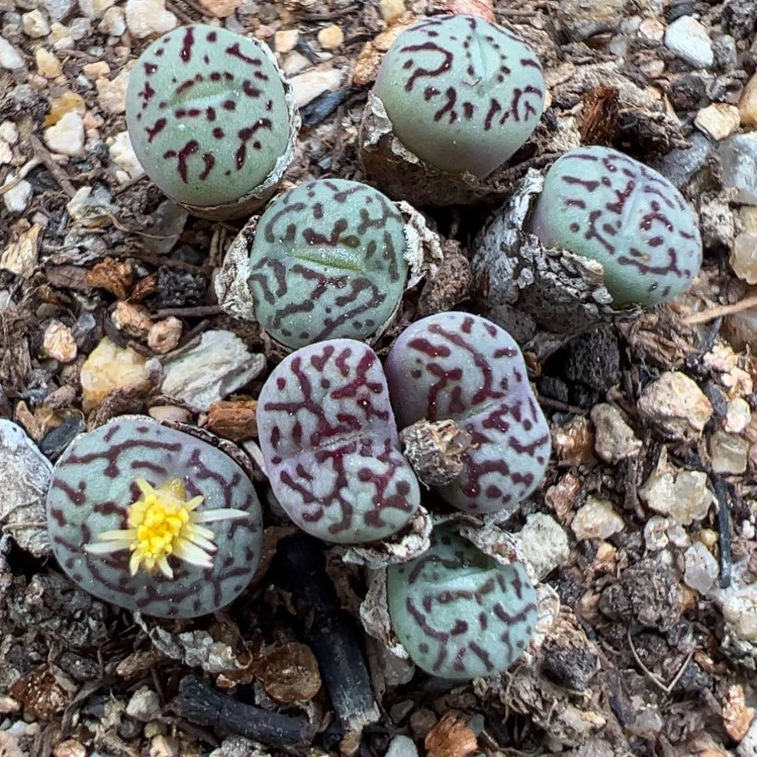 10.26好看的多肉脱土发货747