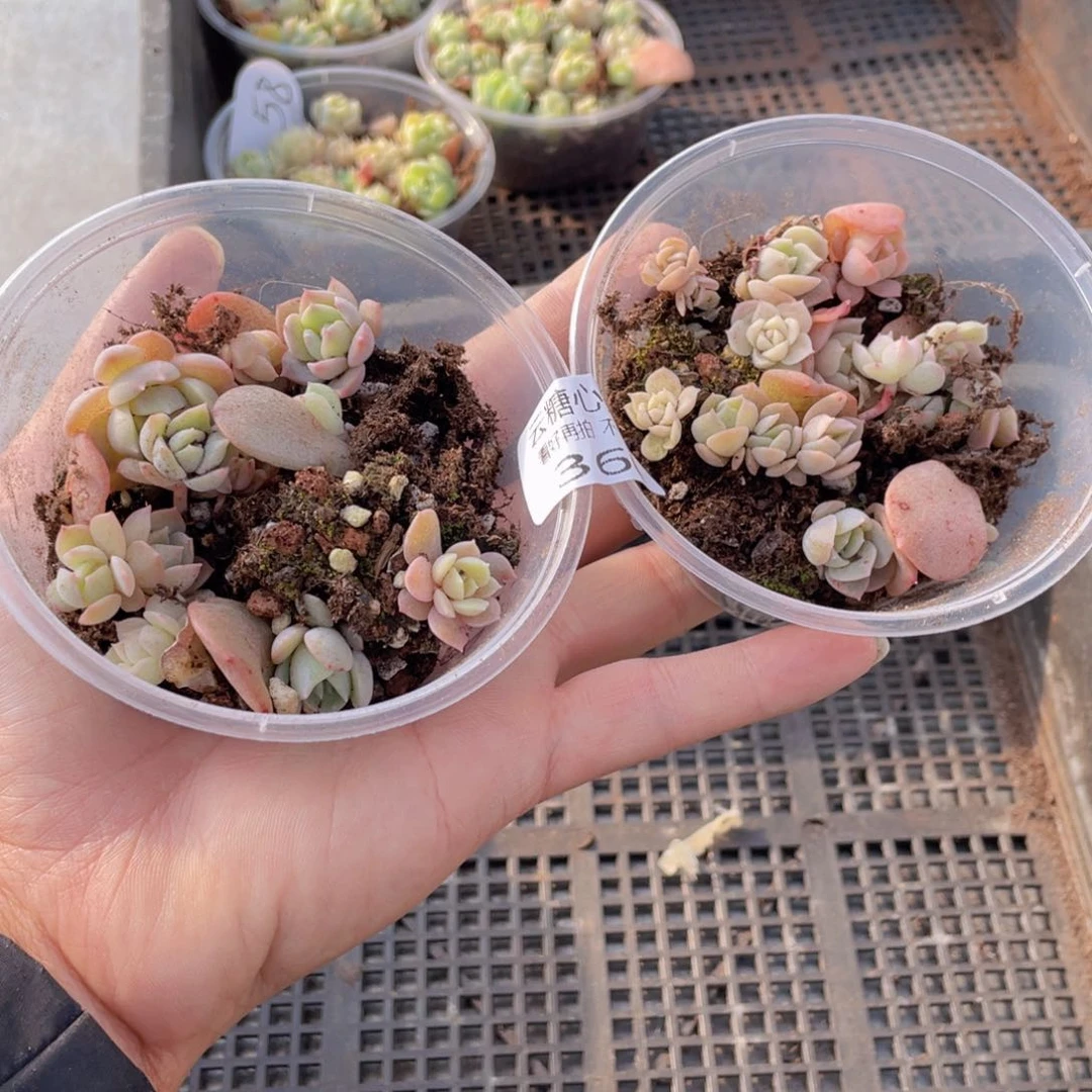 云糖心多肉植物360