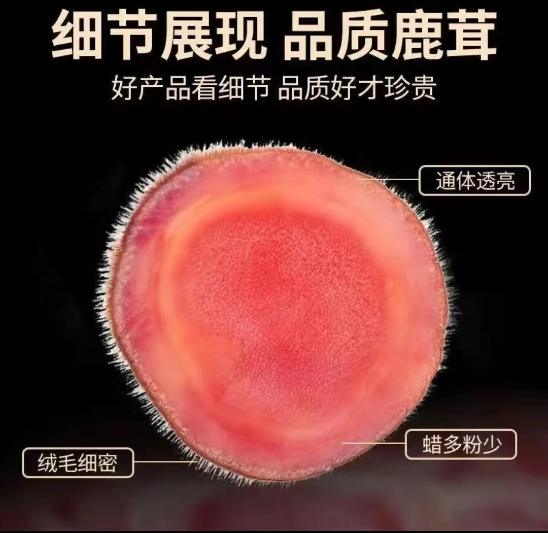东北梅花鹿头茬鹿茸