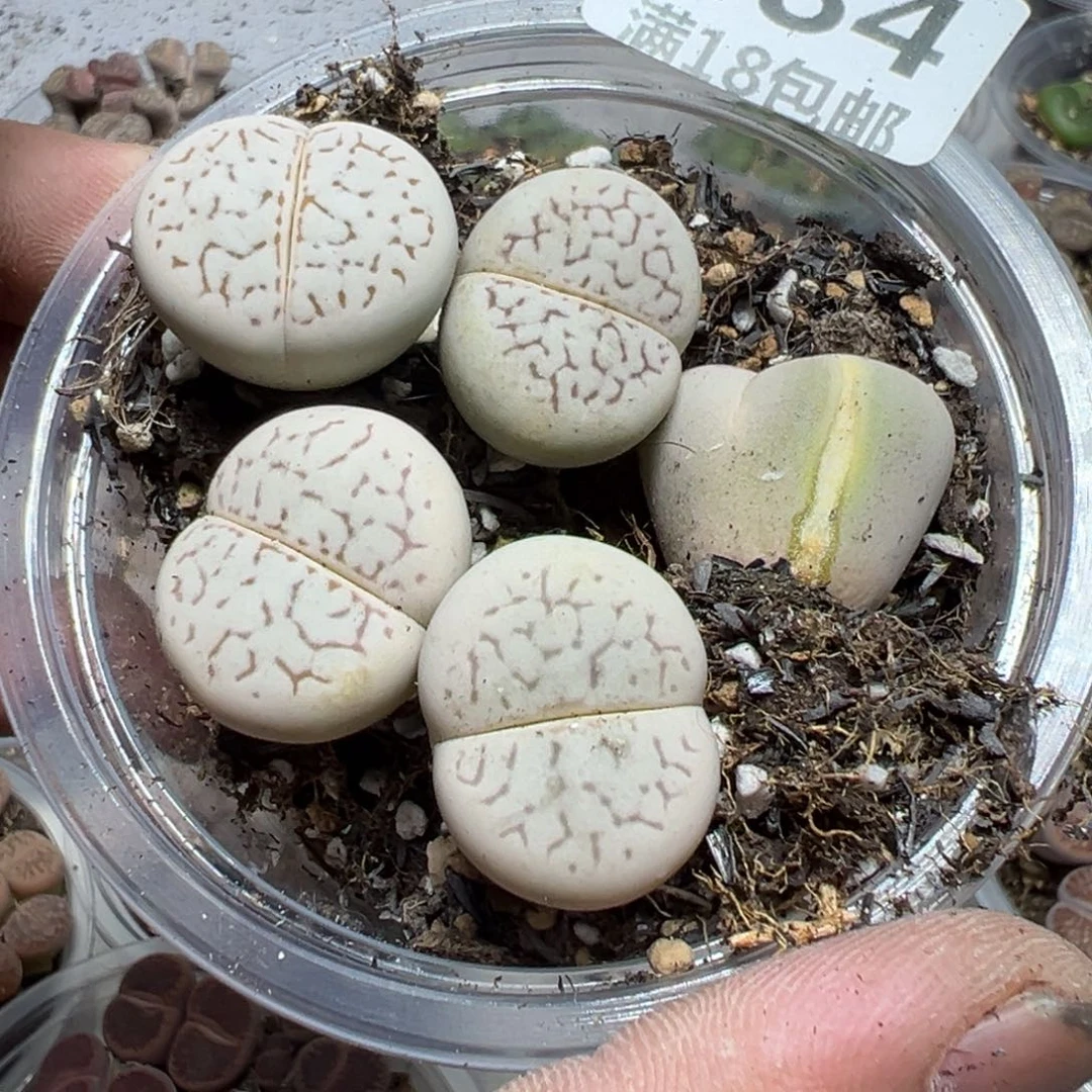 【闪购商品】 484。