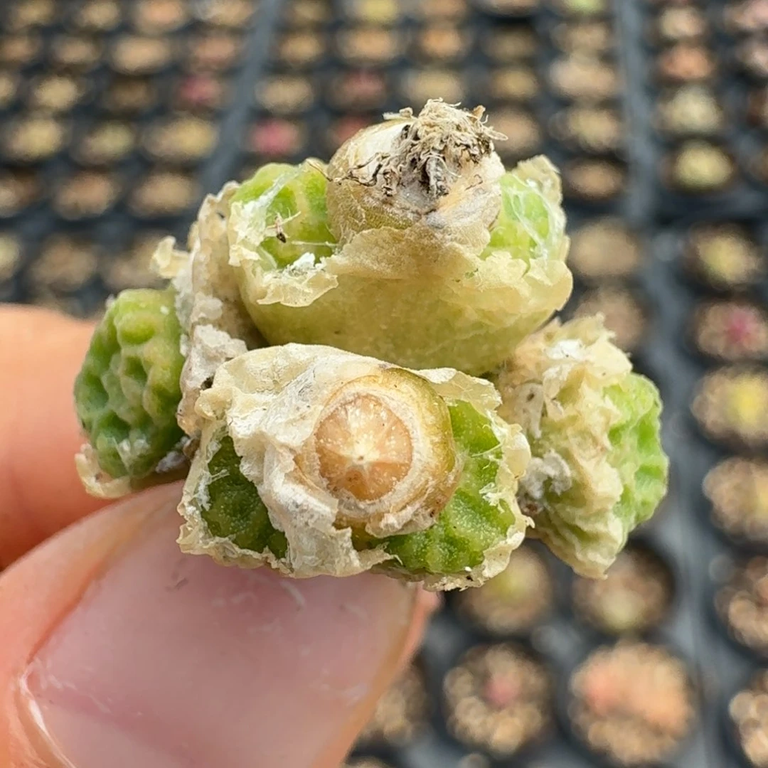 285八头方烧，KTV于土土土