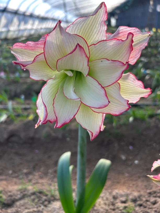 【皮皮】朱顶红包对版不包养护