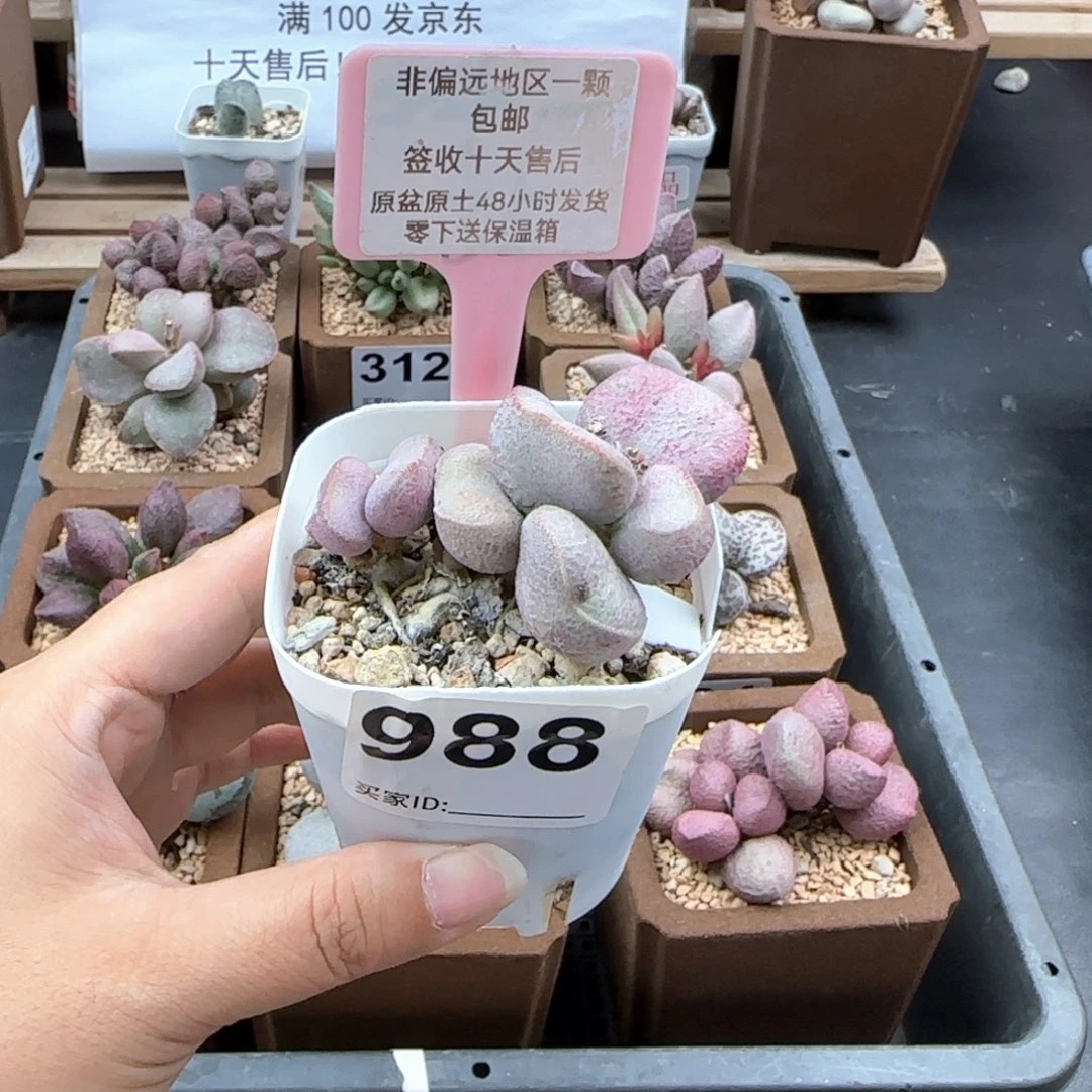 988黛安娜多肉植物微瑕