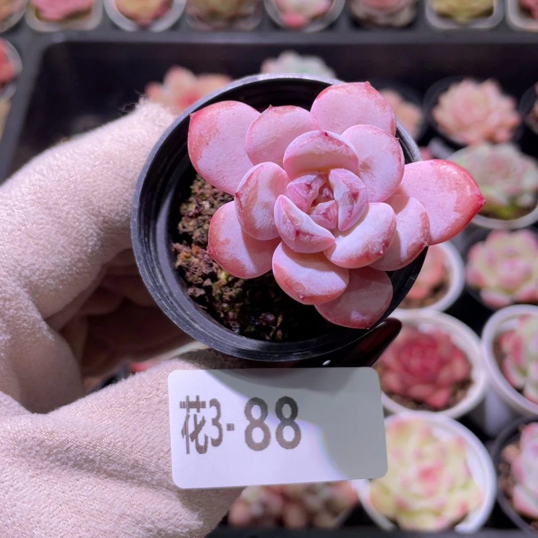 花利美3-88星星雪