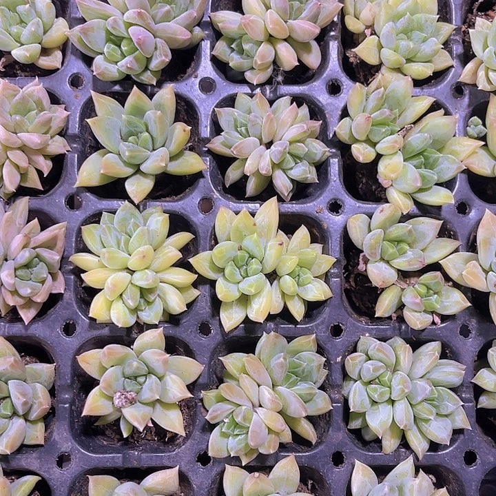 精品一单两颗幻影美人多肉