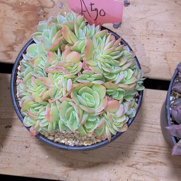 你也不要多吃一两