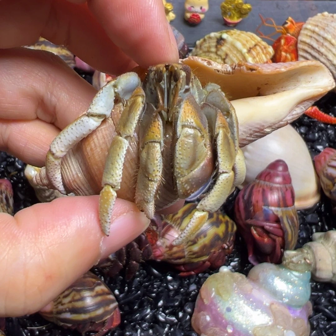 爬宠陆生寄居蟹2.1口