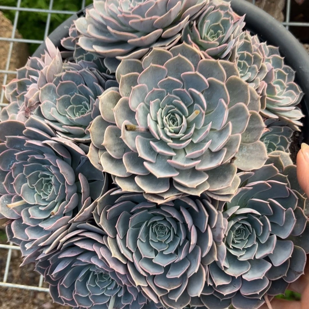 新疆西藏内蒙不包邮，天赐