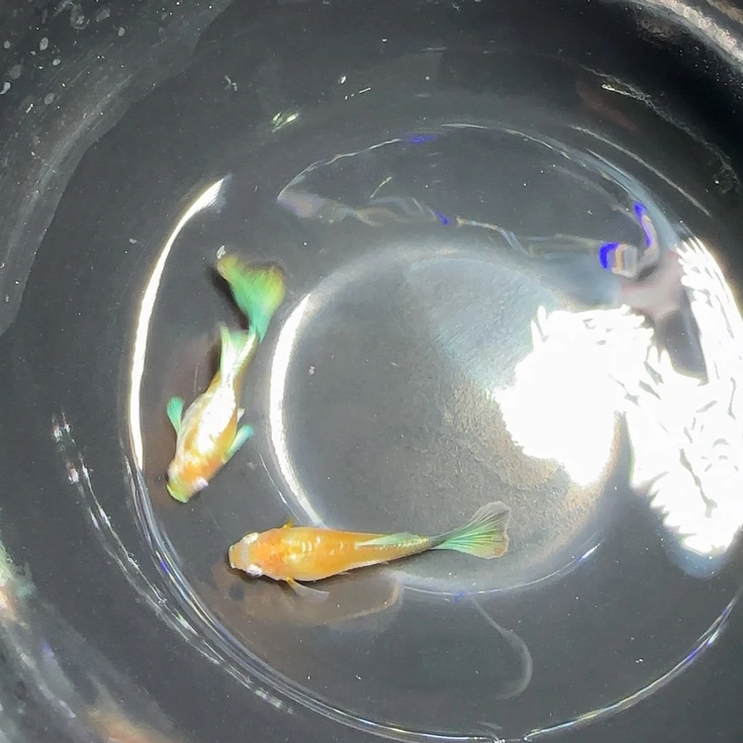 孔雀鱼黄化蓝礼服欧意一对