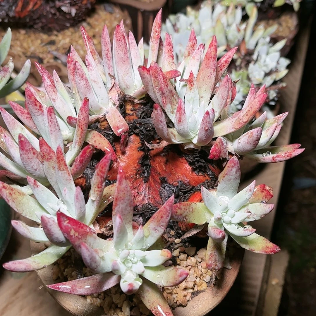 9393雪花仙女杯多肉