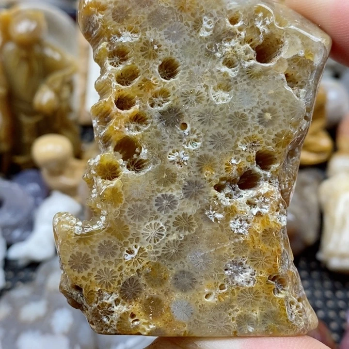 颈饰未镶嵌硅化珊瑚（珊瑚玉）