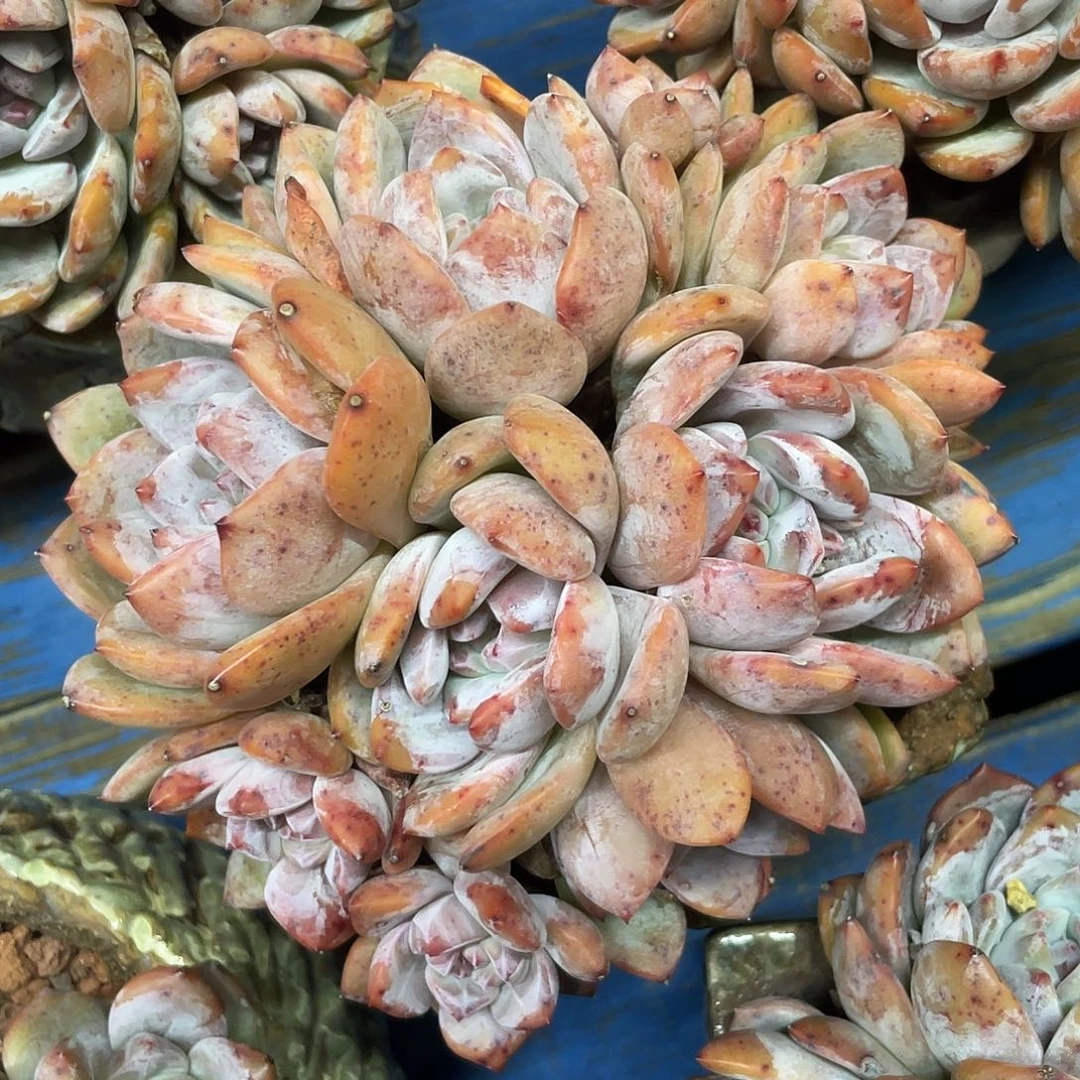 九头糖心石榴子星影