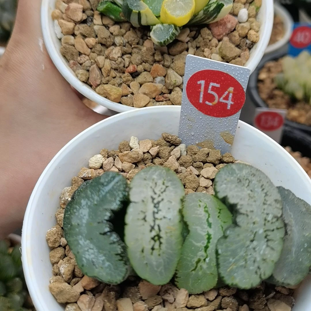 在*蓝翼玉扇+糯窗万象锦一物一拍带盆土发货