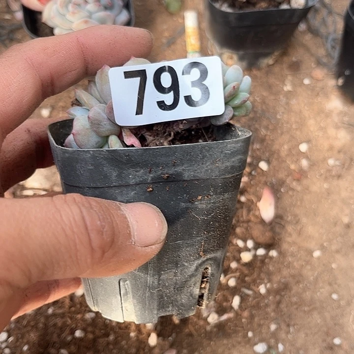 水****?多肉植物一物一拍