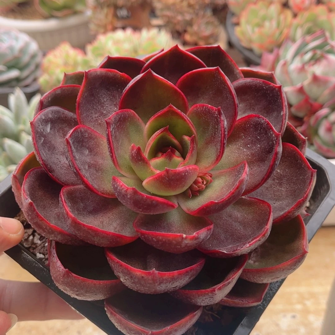 370红灯德华多肉