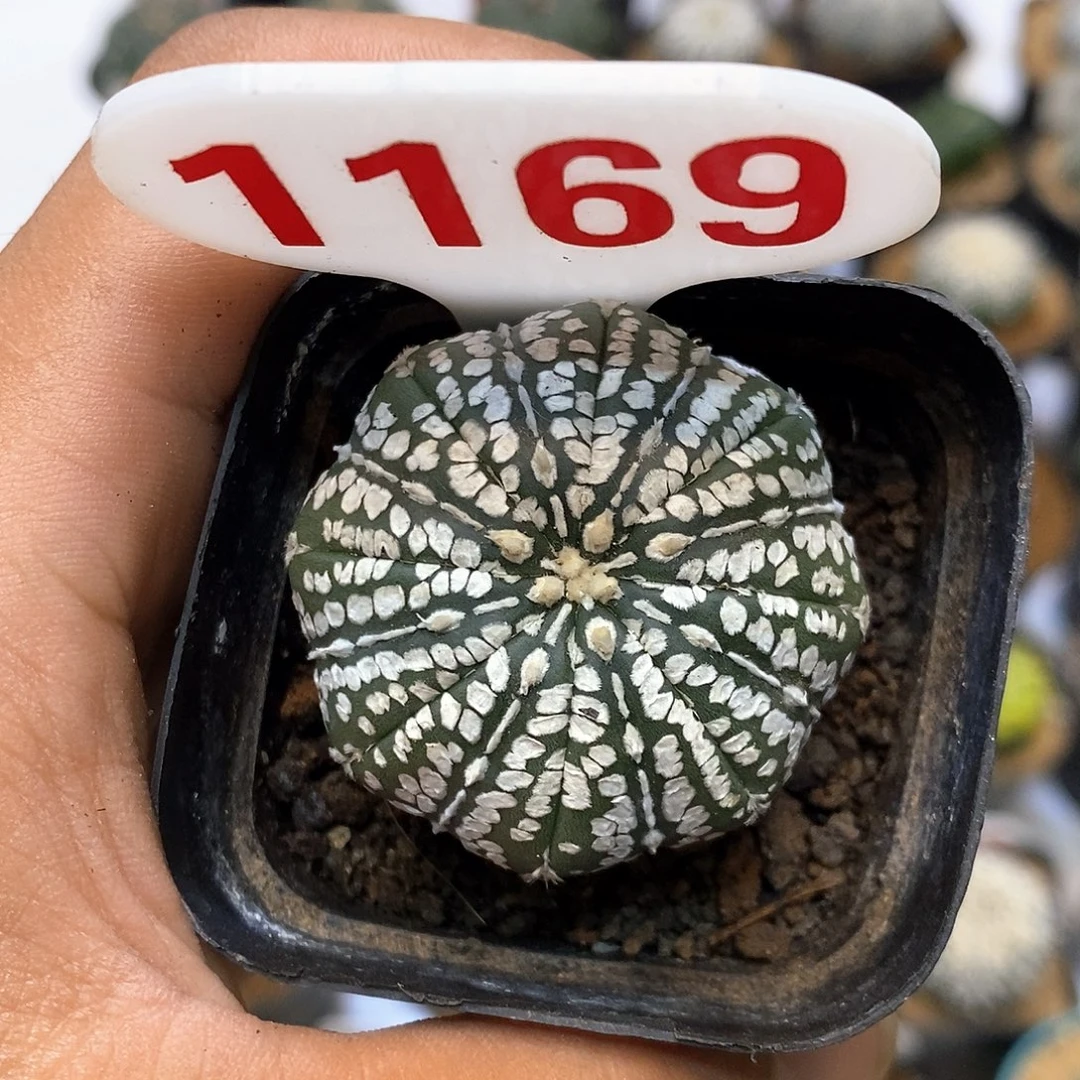 1169福利特价咯啦哦