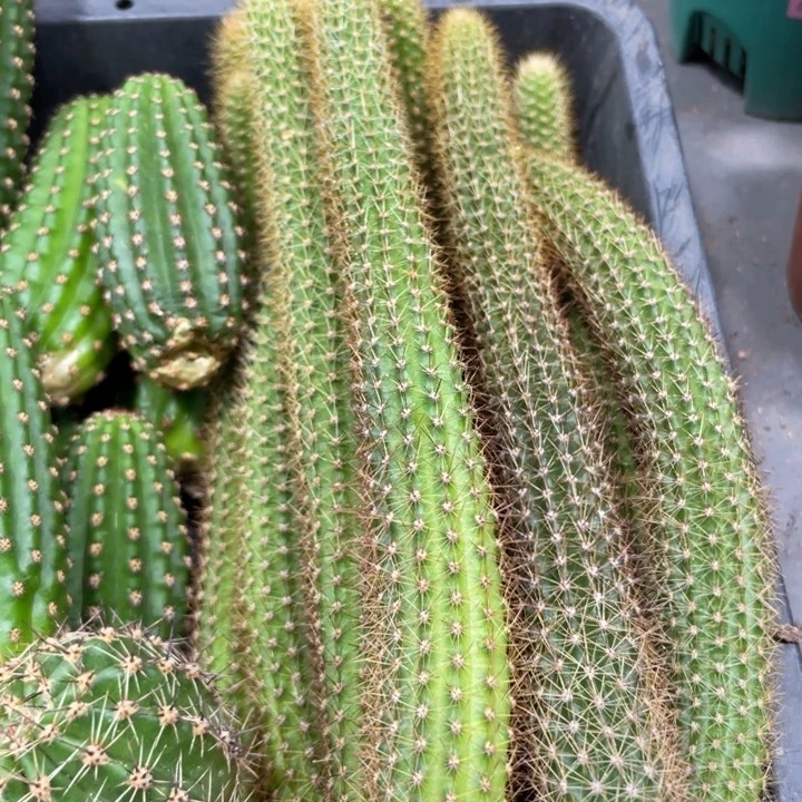 新品金妞玛丽珍黄侧芽15公分