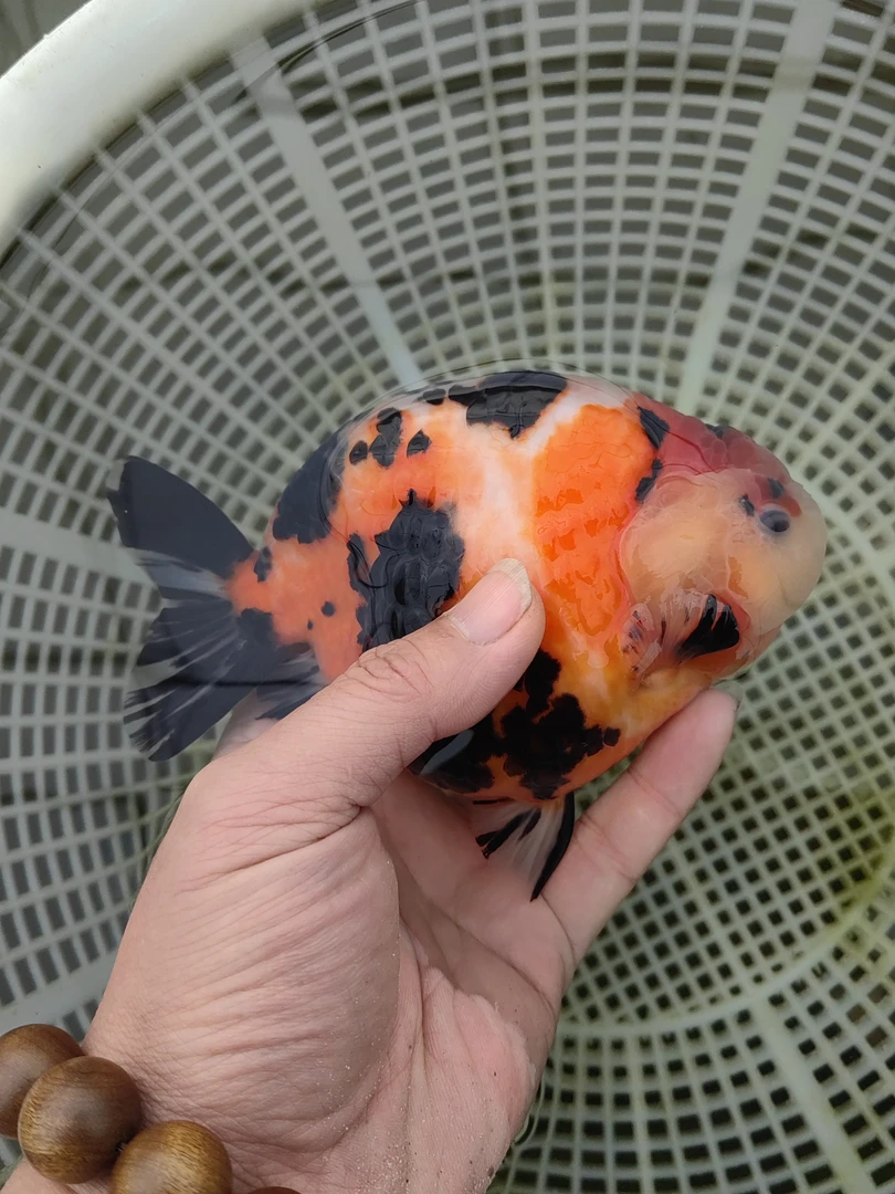 兰寿金鱼观赏鱼活体耐活泰狮金鱼直播挑选