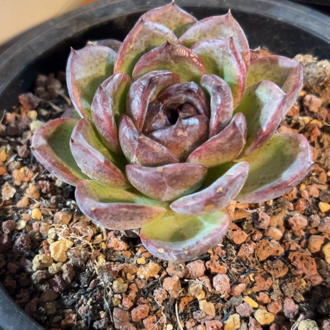 水晶肉肉。 一物一拍。