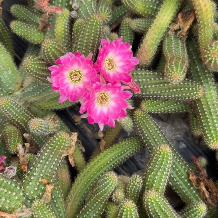 白檀仙人掌447侧芽一个