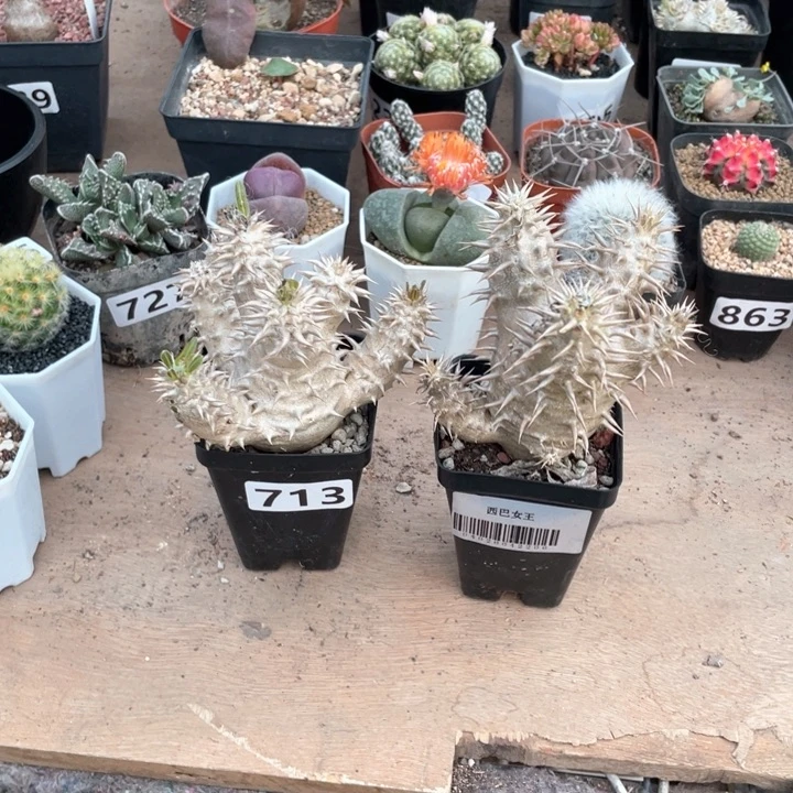 曙*713西巴女王块根2颗