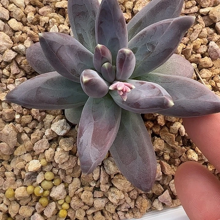 双头紫体雪戴莉111