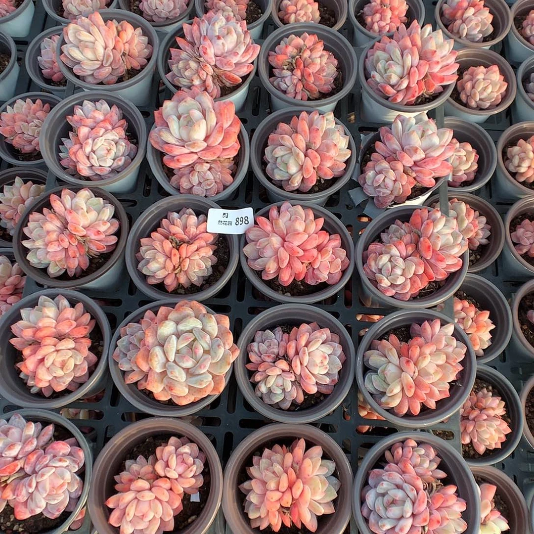 898梦露雪天使20颗多肉植物