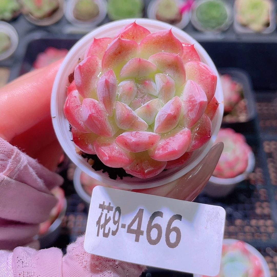 花利美9-466白桃汽水