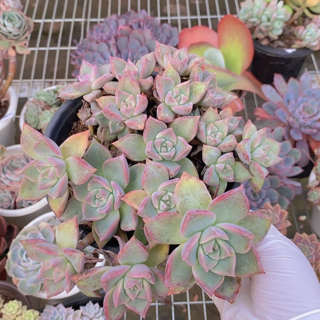 9863宾月一物一拍