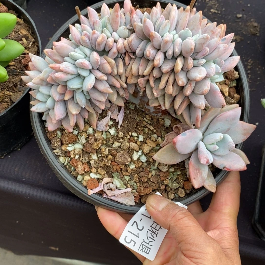 两单包邮1121-215粉兔缀