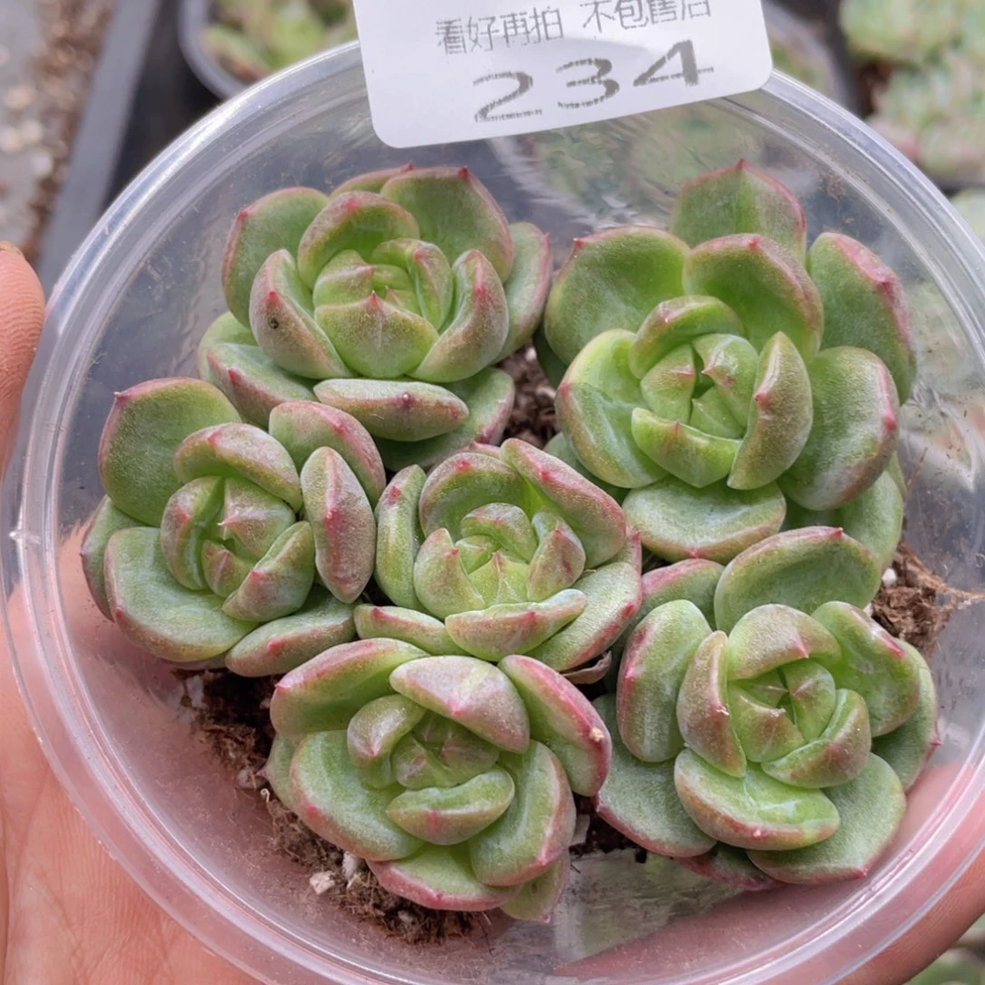 云糖心多肉植物234
