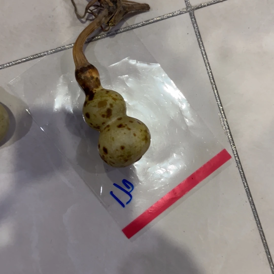 老***鱼青皮不包成大圆片放到盘子里面就