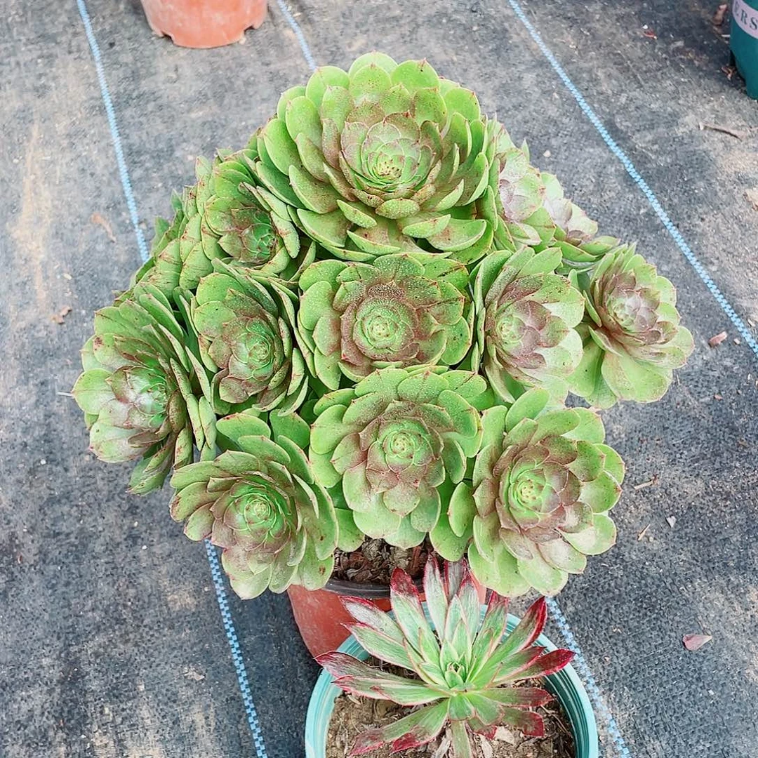 精品万圣节一颗25一颗