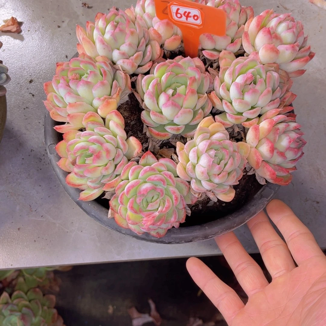 *️****草莓冰640多肉植物