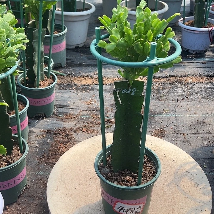 028蟹爪兰原土带花架