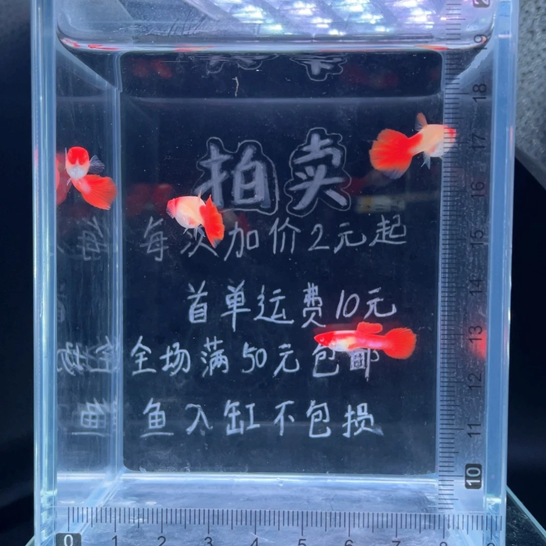 孔雀鱼鸿运当头孔雀鱼两对