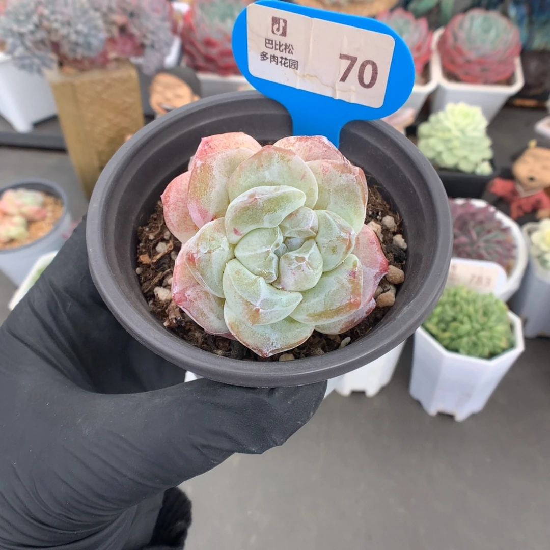 70 冰玉石化多肉多肉