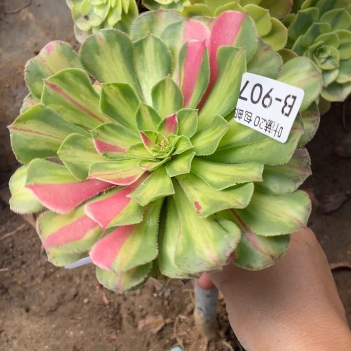 907知否嫁接多肉123446788