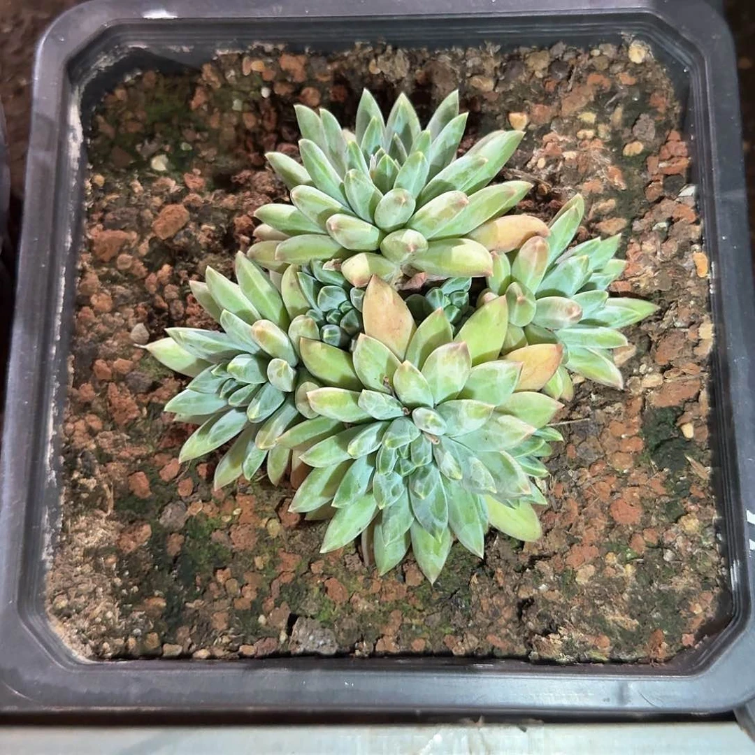 凤羽整无砍群生老桩